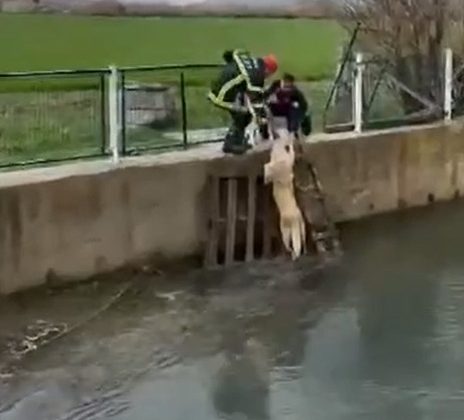 Irmağa düşen köpeği ekipler kurtardı