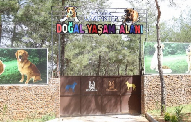 Gaziantep Büyükşehir, sokak hayvanlarına sahip çıkıyor