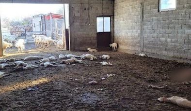 Krediyle aldığı koyunlarının kuzularına sokak köpekleri saldırdı: 33 kuzu telef oldu