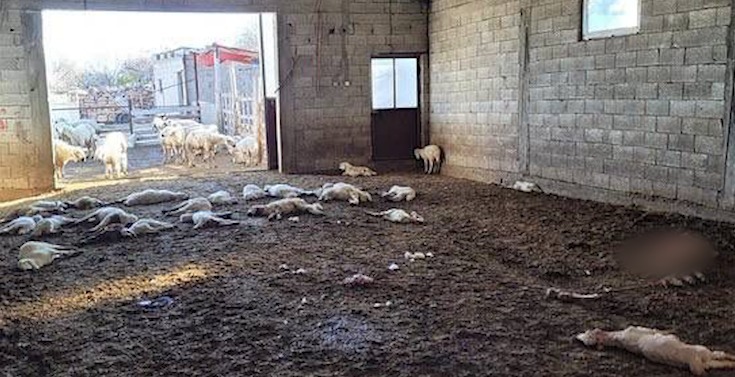 Krediyle aldığı koyunlarının kuzularına sokak köpekleri saldırdı: 33 kuzu telef oldu